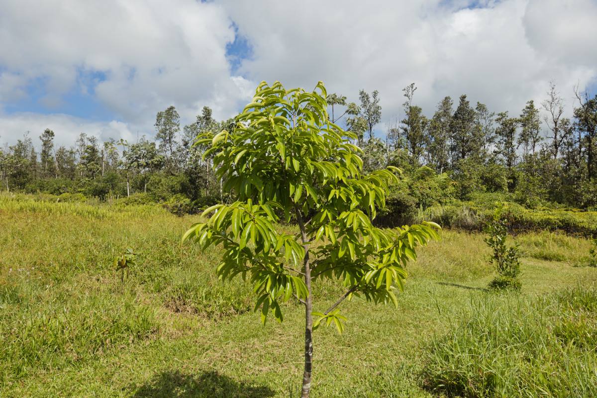 16-1794 Uau Rd, Mountain View, HI 96760