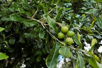 16-1794 Uau Rd, Mountain View, HI 96760