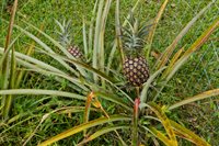 16-1794 Uau Rd, Mountain View, HI 96760