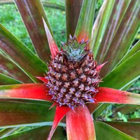 16-1794 Uau Rd, Mountain View, HI 96760