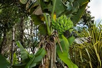 16-1794 Uau Rd, Mountain View, HI 96760