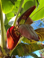 16-1794 Uau Rd, Mountain View, HI 96760