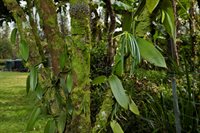 16-1794 Uau Rd, Mountain View, HI 96760