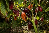 16-1794 Uau Rd, Mountain View, HI 96760