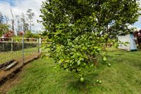 16-1794 Uau Rd, Mountain View, HI 96760