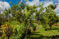 16-1794 Uau Rd, Mountain View, HI 96760