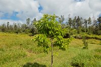 16-1794 Uau Rd, Mountain View, HI 96760