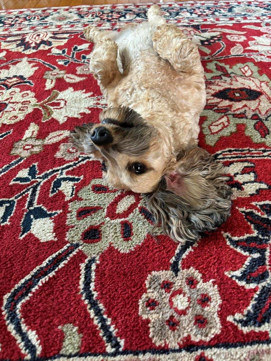 1365 Oak Ridge Rd, Buchanan, VA 24066