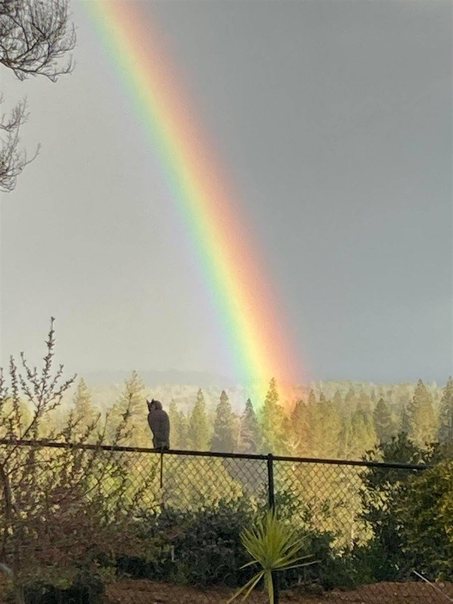 381 Cheryl Lane, Applegate, CA 95703