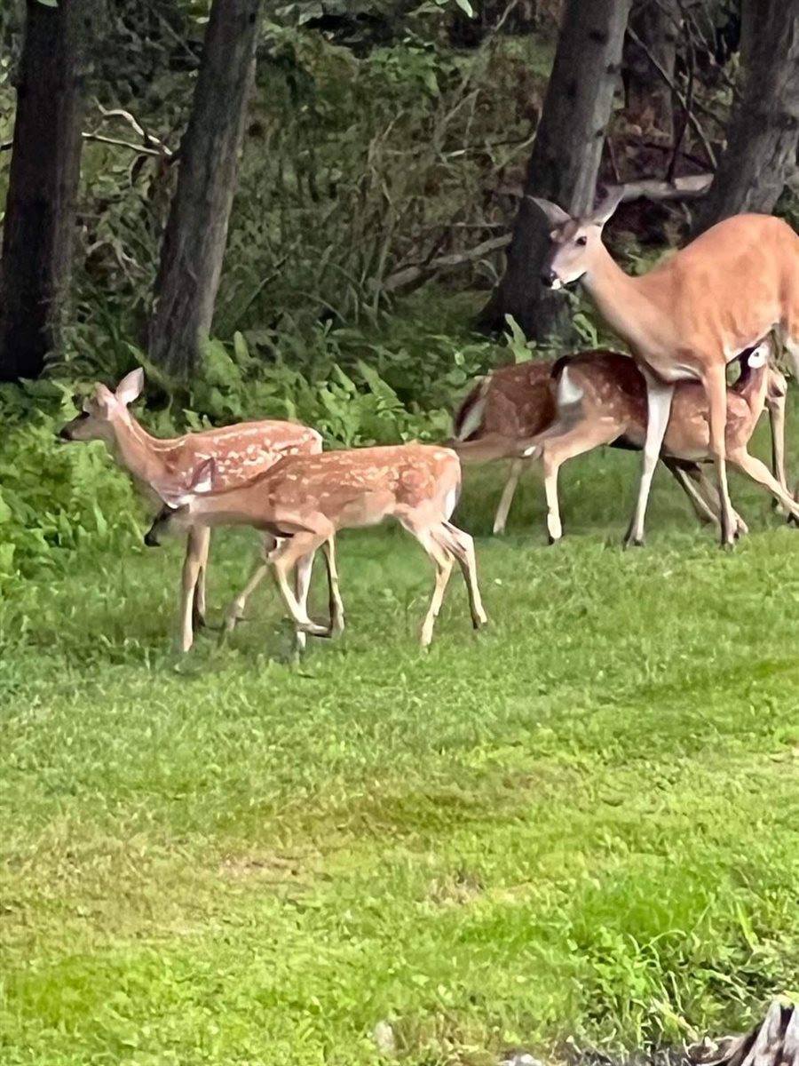 9558 Gray Lake Road, Gillett, WI 54124