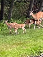 9558 Gray Lake Road, Gillett, WI 54124