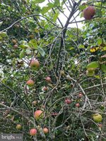 244 South Landing Drive, Milford, DE 19963