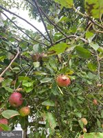 244 South Landing Drive, Milford, DE 19963