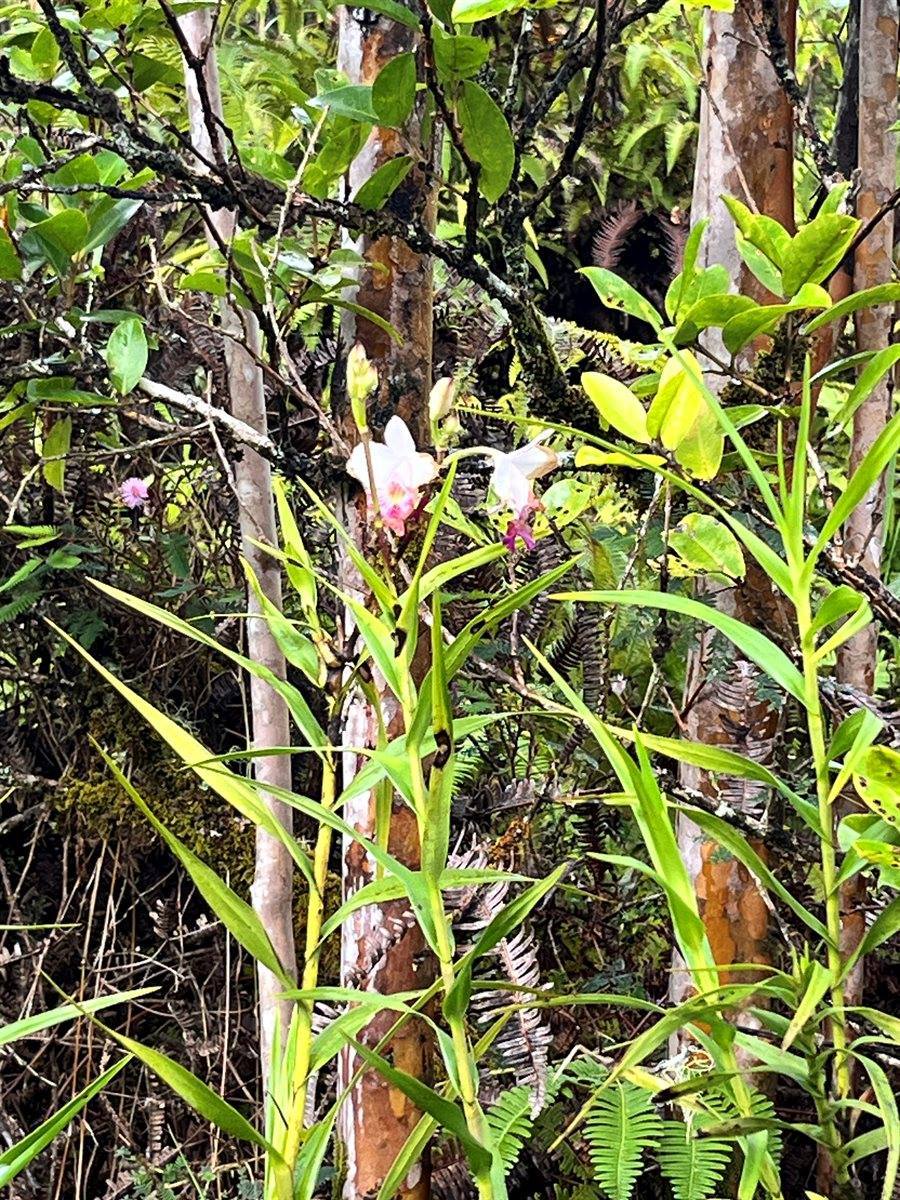 Haumalu St, Mountain View, HI 96771