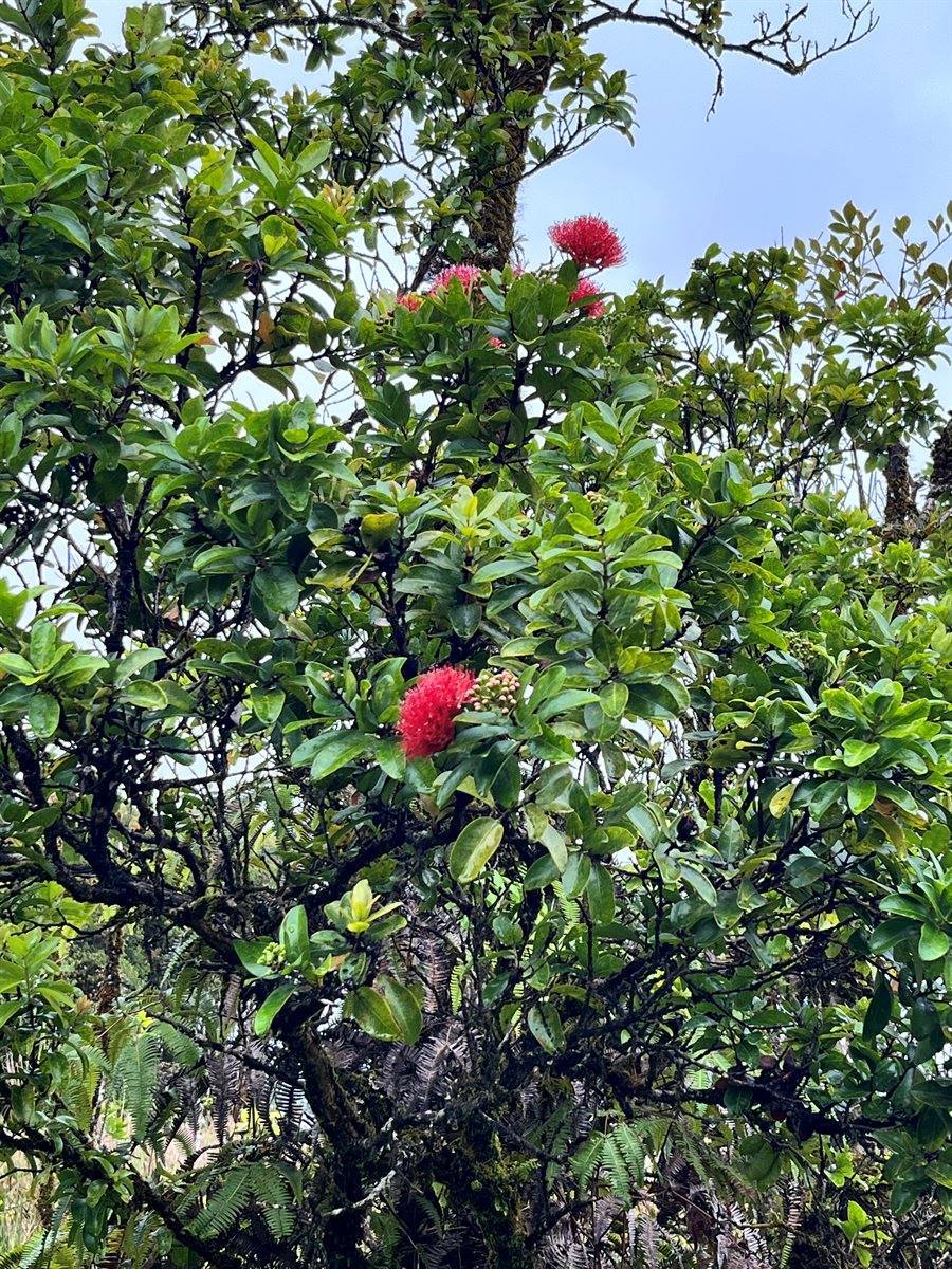 Haumalu St, Mountain View, HI 96771