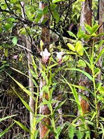 Haumalu St, Mountain View, HI 96771