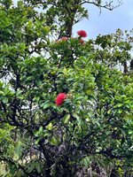 Haumalu St, Mountain View, HI 96771