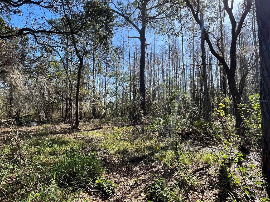 Mount Pleasant Road, Groveland, FL 34736