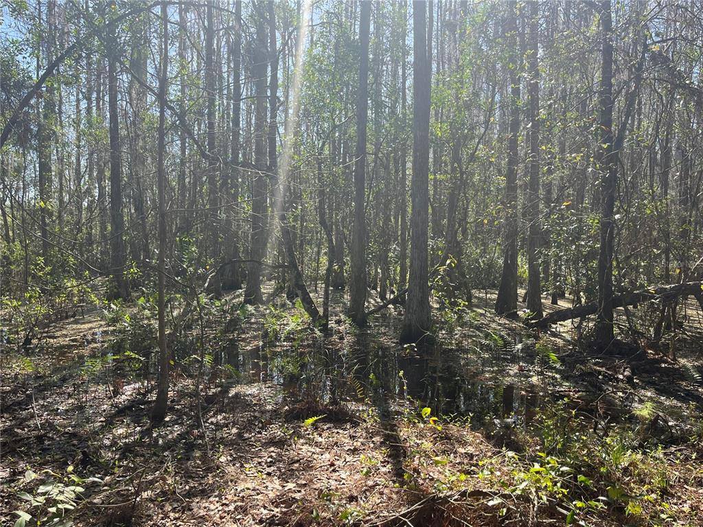 Mount Pleasant Road, Groveland, FL 34736