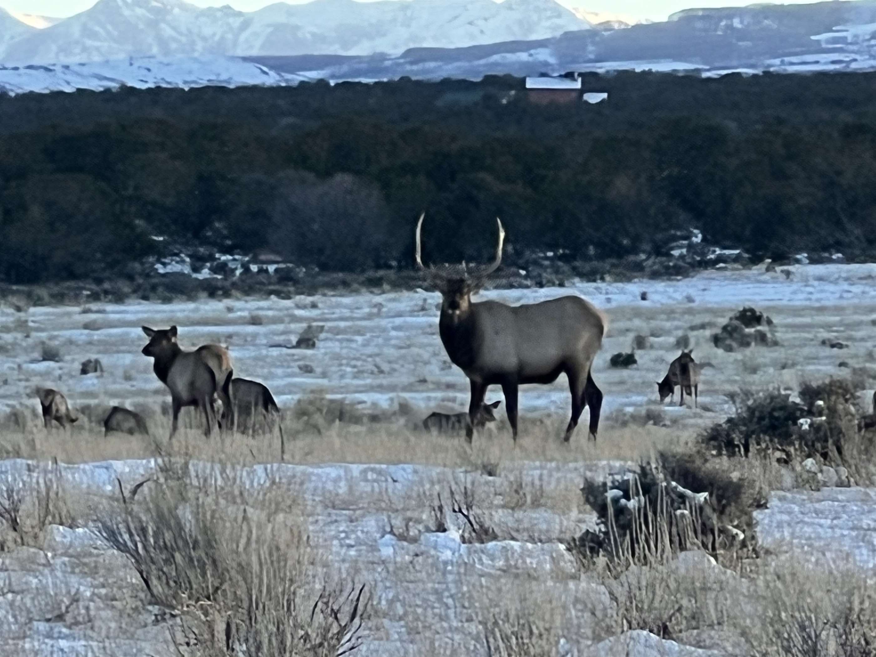 61650 Tres Coyotes Trail, Montrose, CO 81403