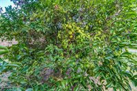 114 Evergreen Drive, D'Iberville, MS 39540