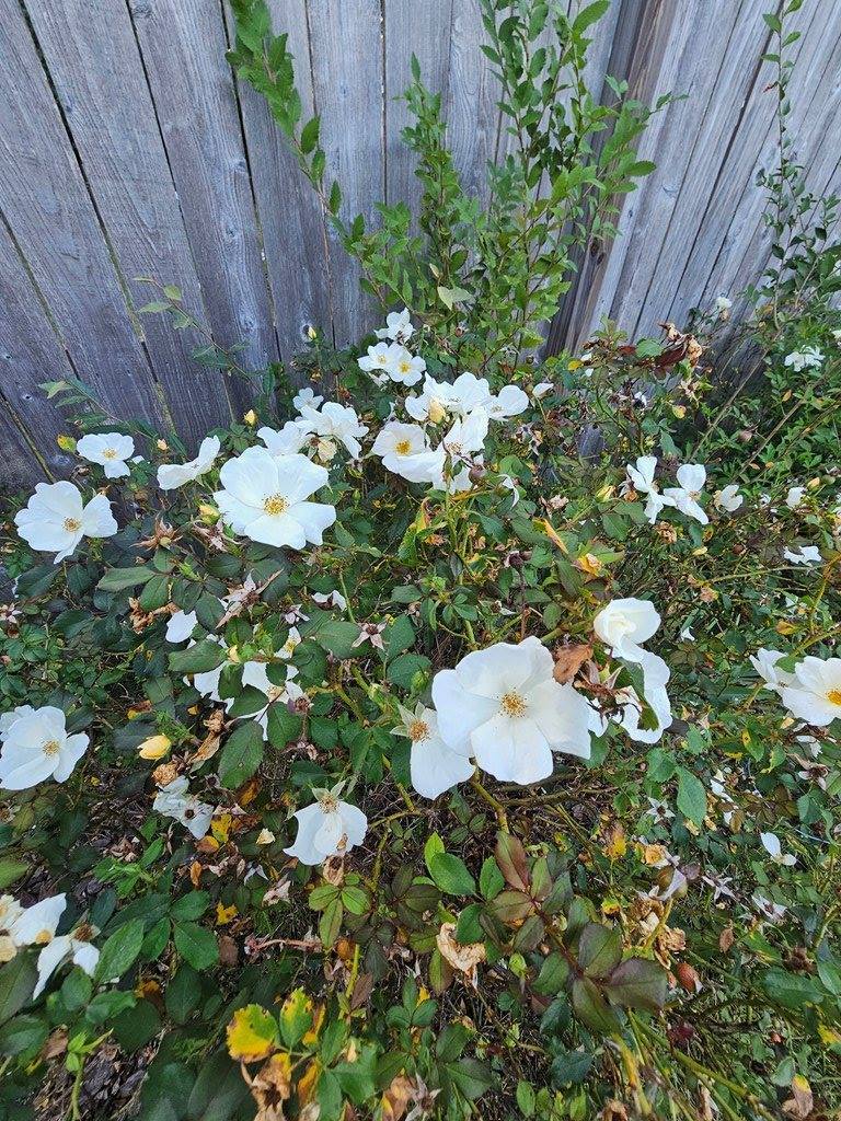 1611 North North Grove Court, Columbus, GA 31904