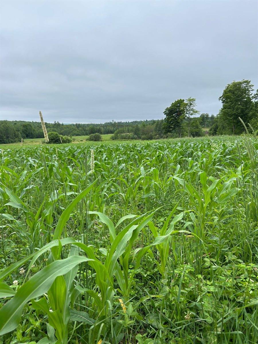 252 Blaine Avenue, Guilford, ME 04443