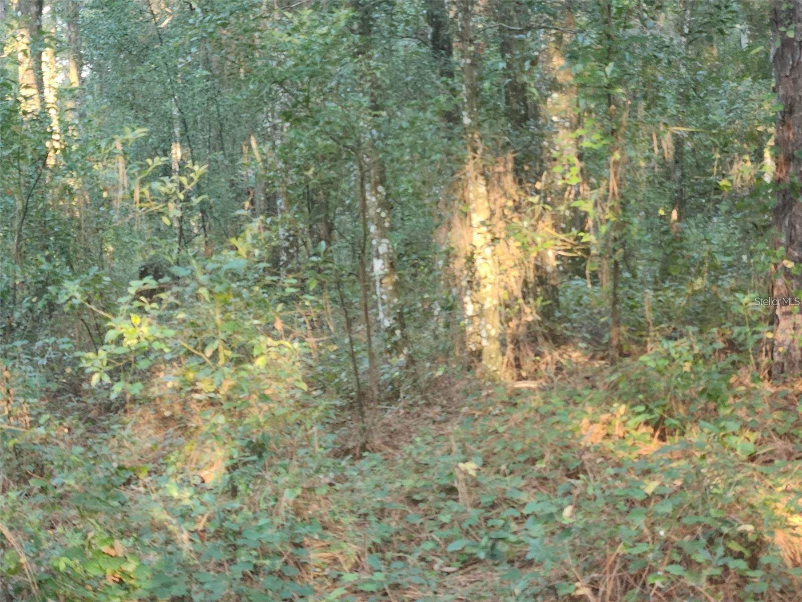 Tbd Se 75th Street, Ocala, FL 34480