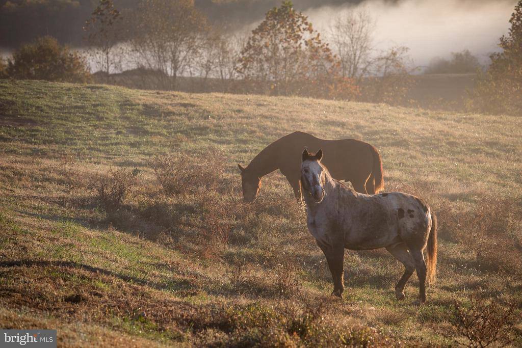 2427 S Blue Ridge Turnpike, Rochelle, VA 22738