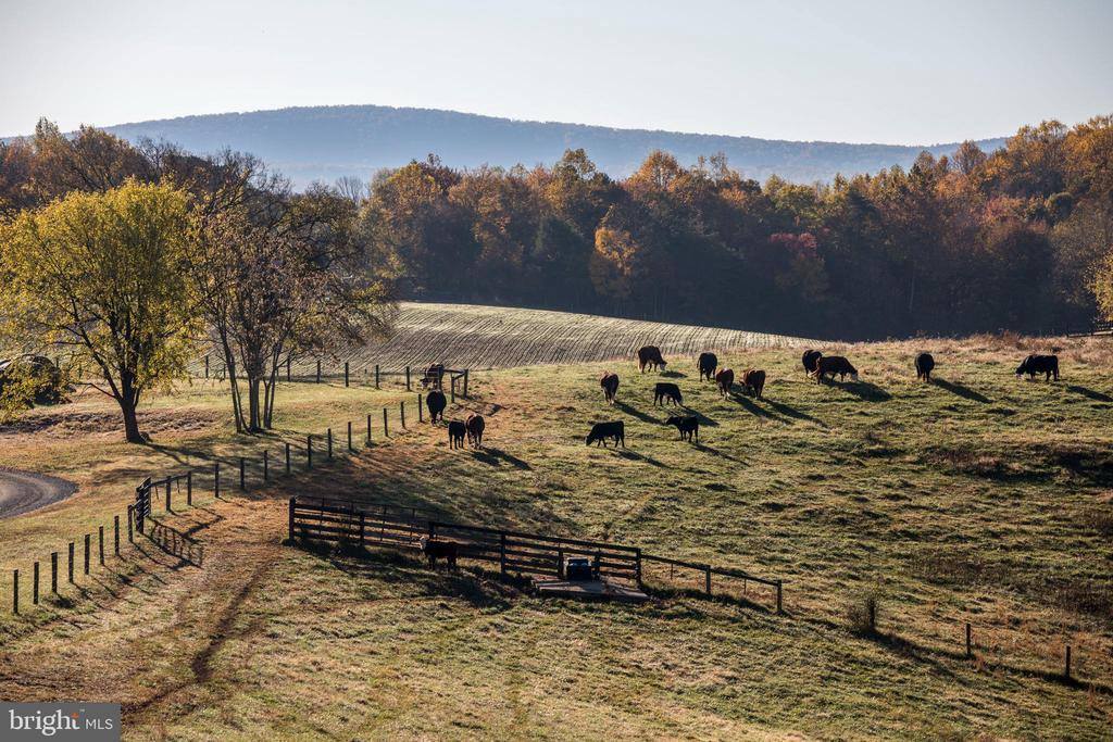 2427 S Blue Ridge Turnpike, Rochelle, VA 22738