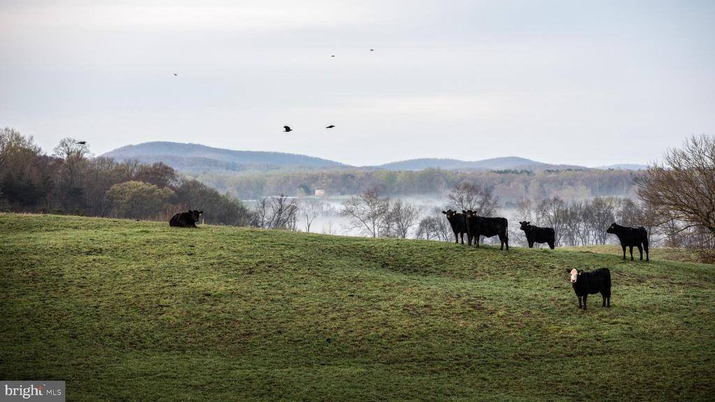 2427 S Blue Ridge Turnpike, Rochelle, VA 22738