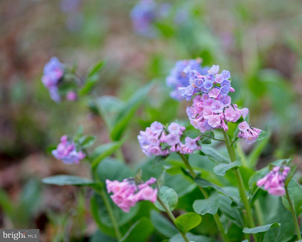 2427 S Blue Ridge Turnpike, Rochelle, VA 22738