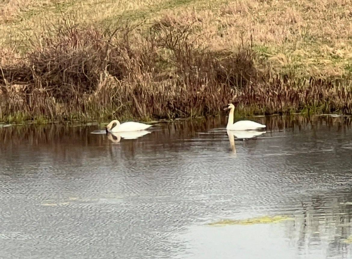 1052 East Dexter Trail, InghamTownship_Ingham, MI 48819