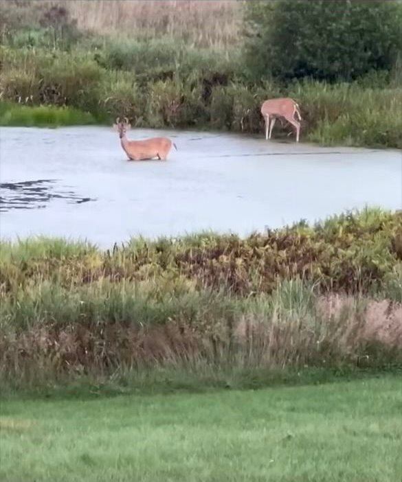 1052 East Dexter Trail, InghamTownship_Ingham, MI 48819