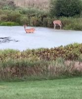 1052 East Dexter Trail, InghamTownship_Ingham, MI 48819