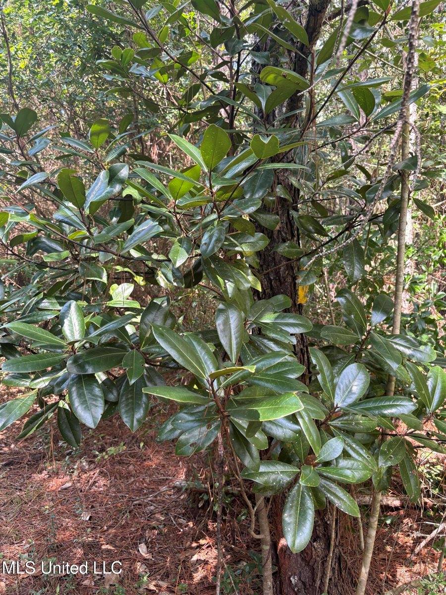 26614 Creek Cove, Perkinston, MS 39573