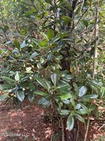 26614 Creek Cove, Perkinston, MS 39573