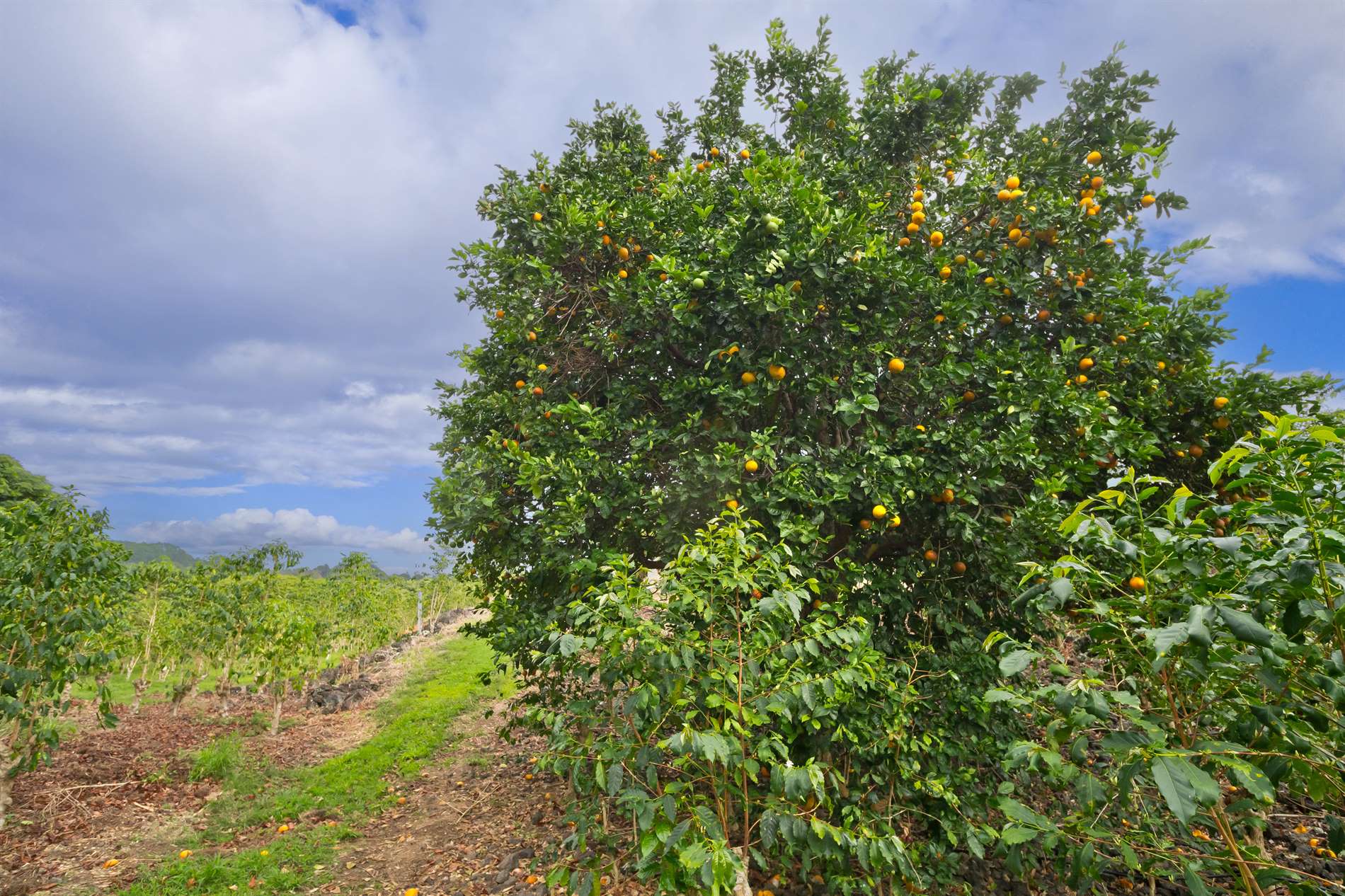 77-6223 Kaumalumalu Dr, Kauila-Kona, HI 96740