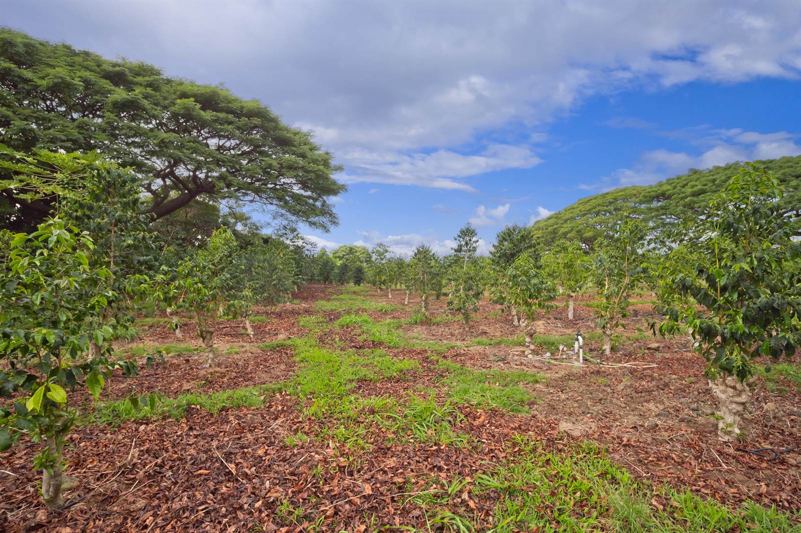 77-6223 Kaumalumalu Dr, Kauila-Kona, HI 96740