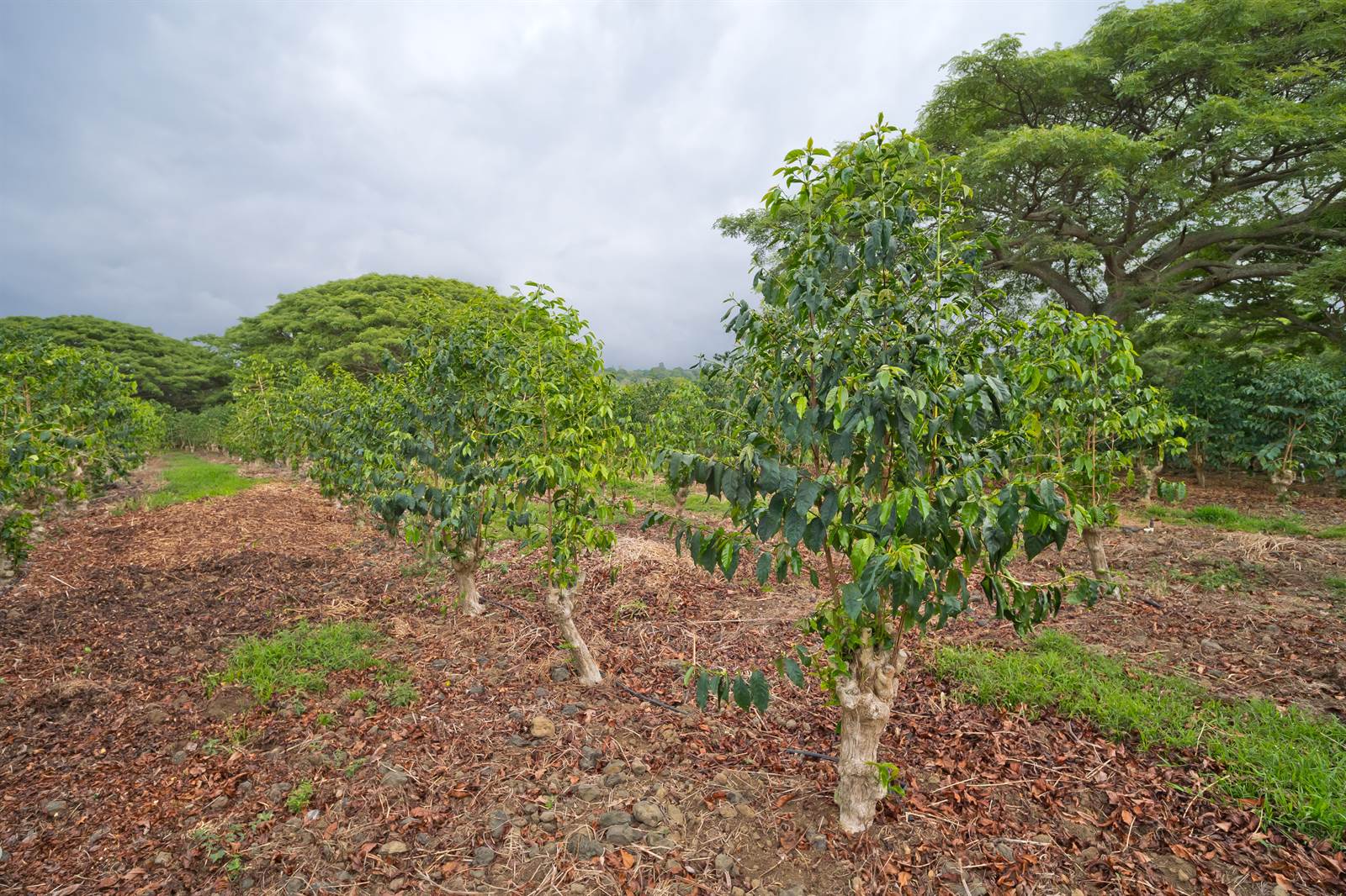 77-6223 Kaumalumalu Dr, Kauila-Kona, HI 96740