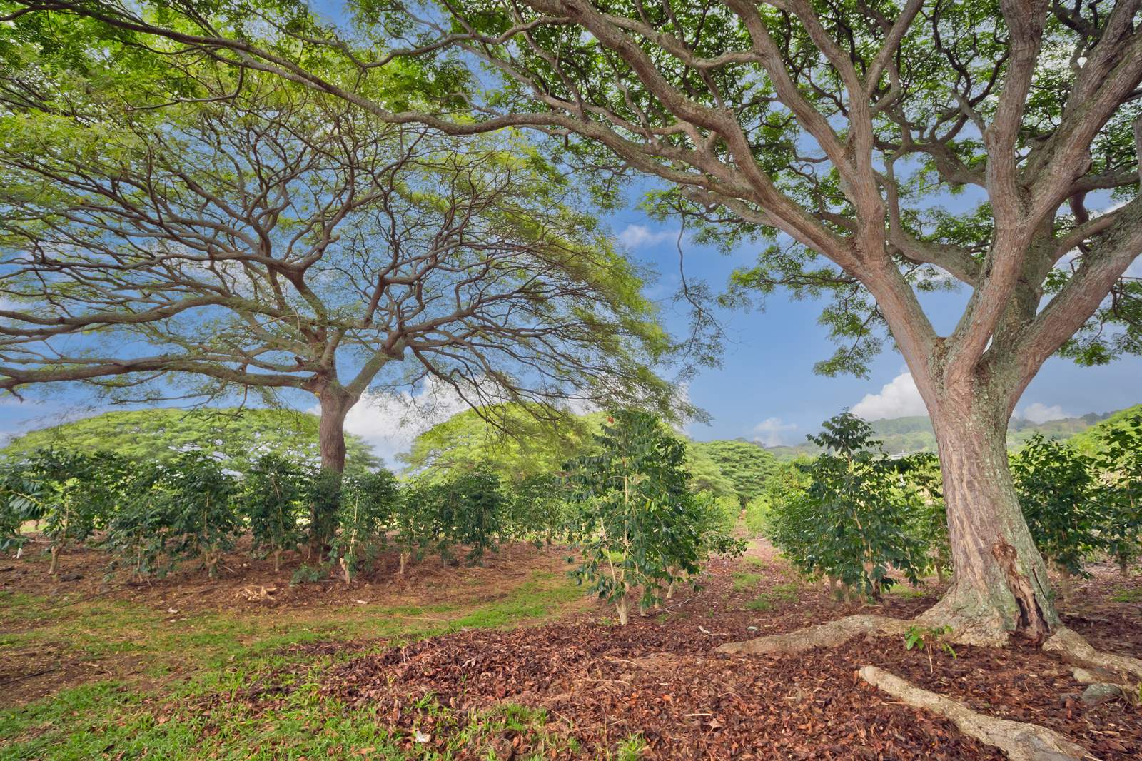 77-6223 Kaumalumalu Dr, Kauila-Kona, HI 96740