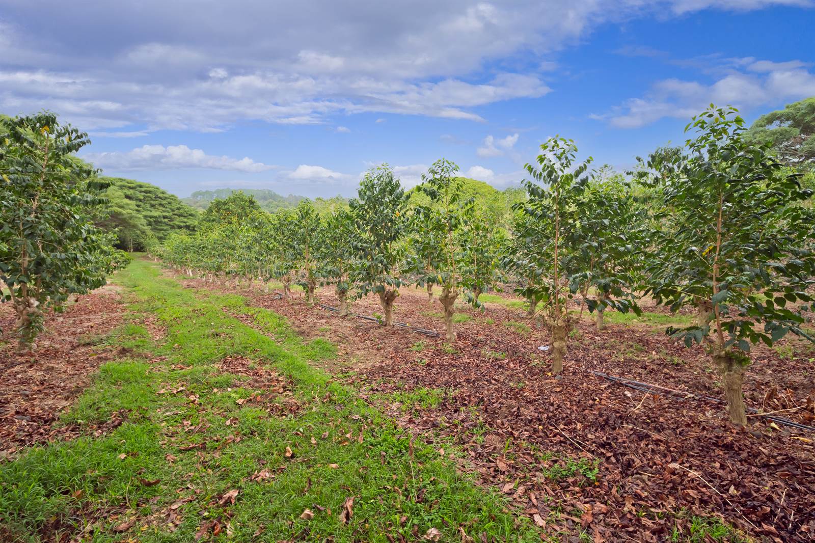 77-6223 Kaumalumalu Dr, Kauila-Kona, HI 96740