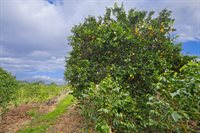 77-6223 Kaumalumalu Dr, Kauila-Kona, HI 96740