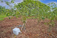 77-6223 Kaumalumalu Dr, Kauila-Kona, HI 96740