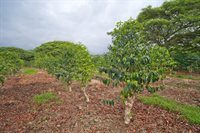 77-6223 Kaumalumalu Dr, Kauila-Kona, HI 96740