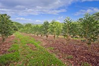 77-6223 Kaumalumalu Dr, Kauila-Kona, HI 96740