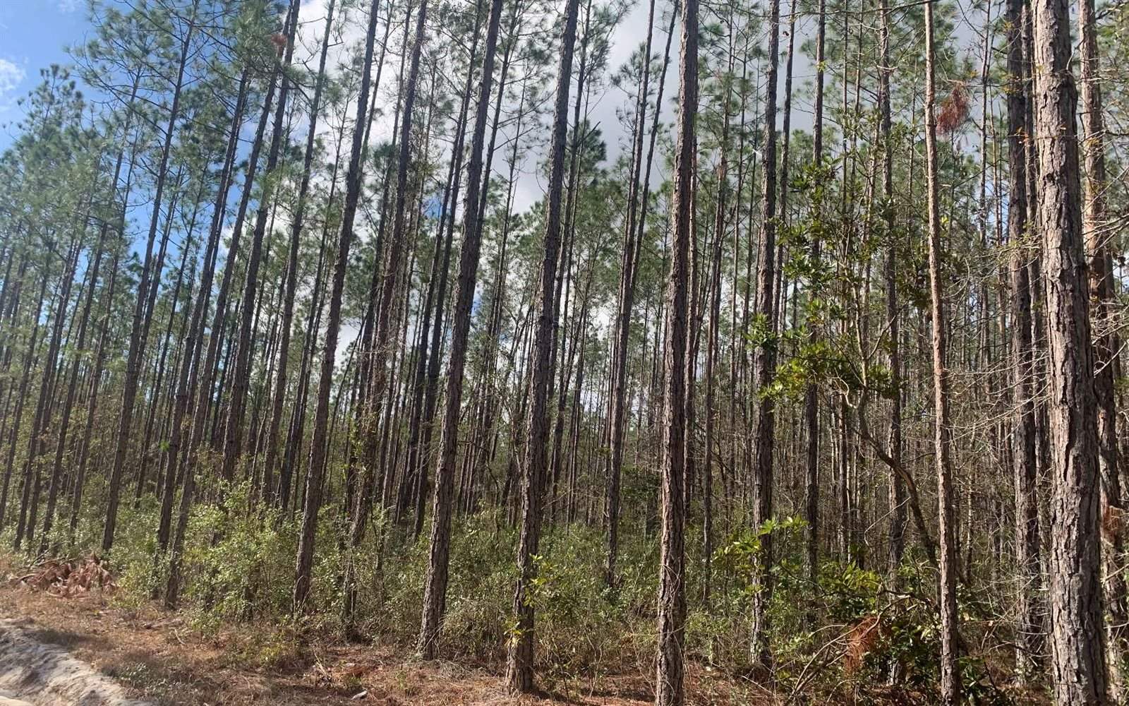 TDB NE 25TH Dr, Jasper, FL 32052