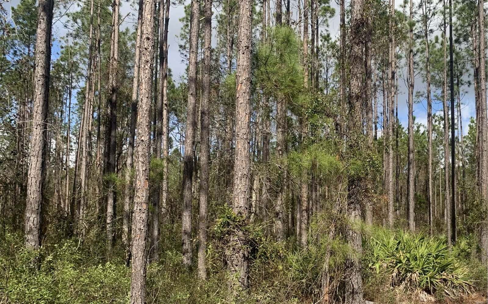 TDB NE 25TH Dr, Jasper, FL 32052