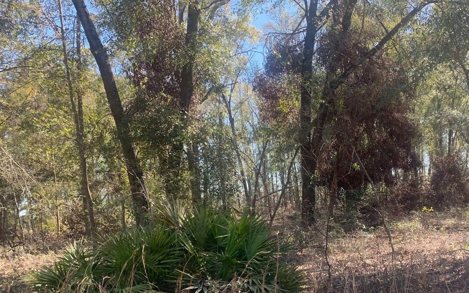 TBD 131st Drive, OBrien, FL 32071