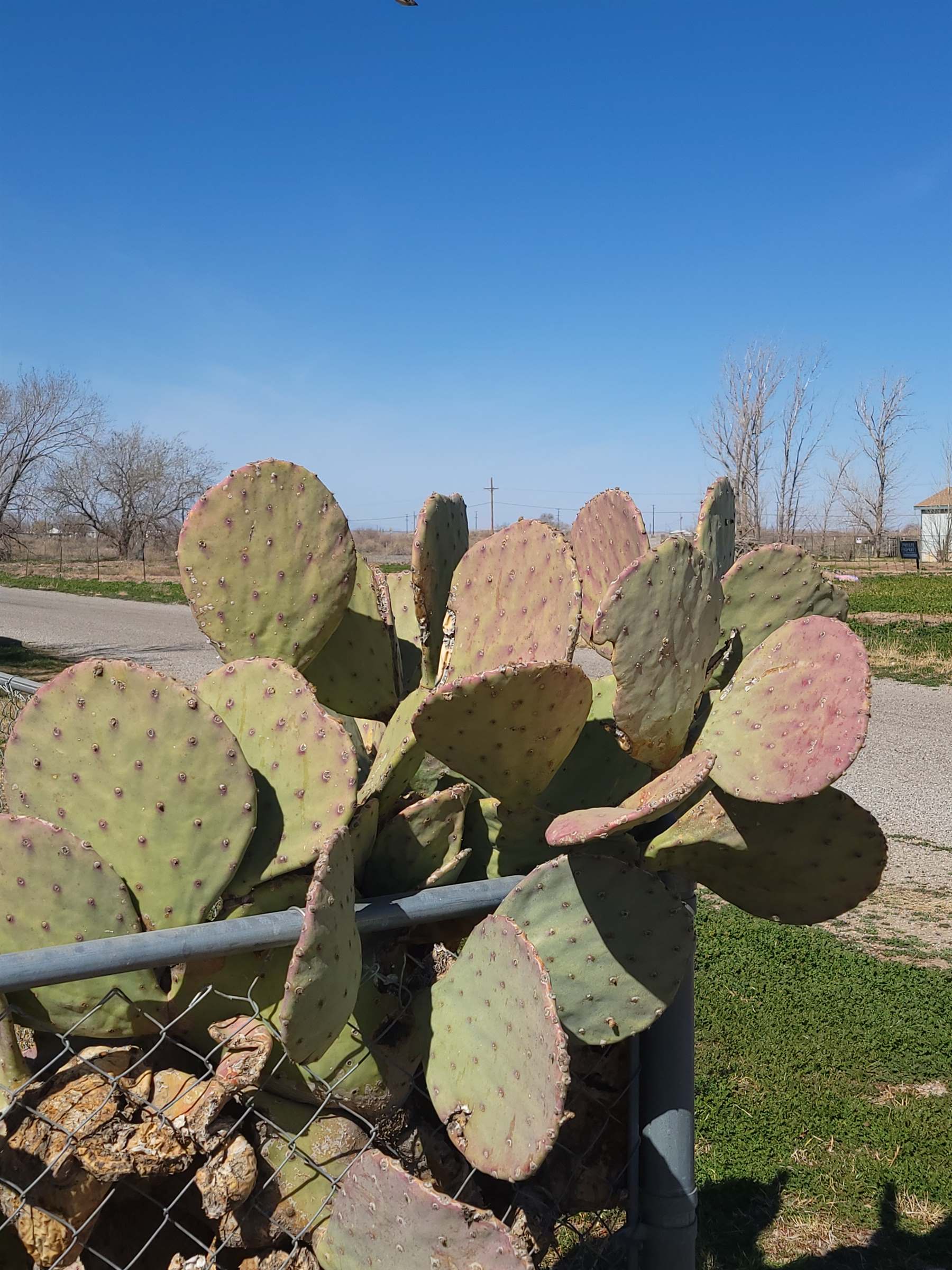 400 Coddington St, Roswell, NM 88203